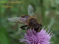 Bosbijvlieg [Eristalis horticola]